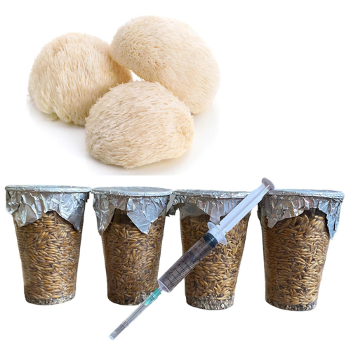 Kit de Inoculacion -Melena de leon-.