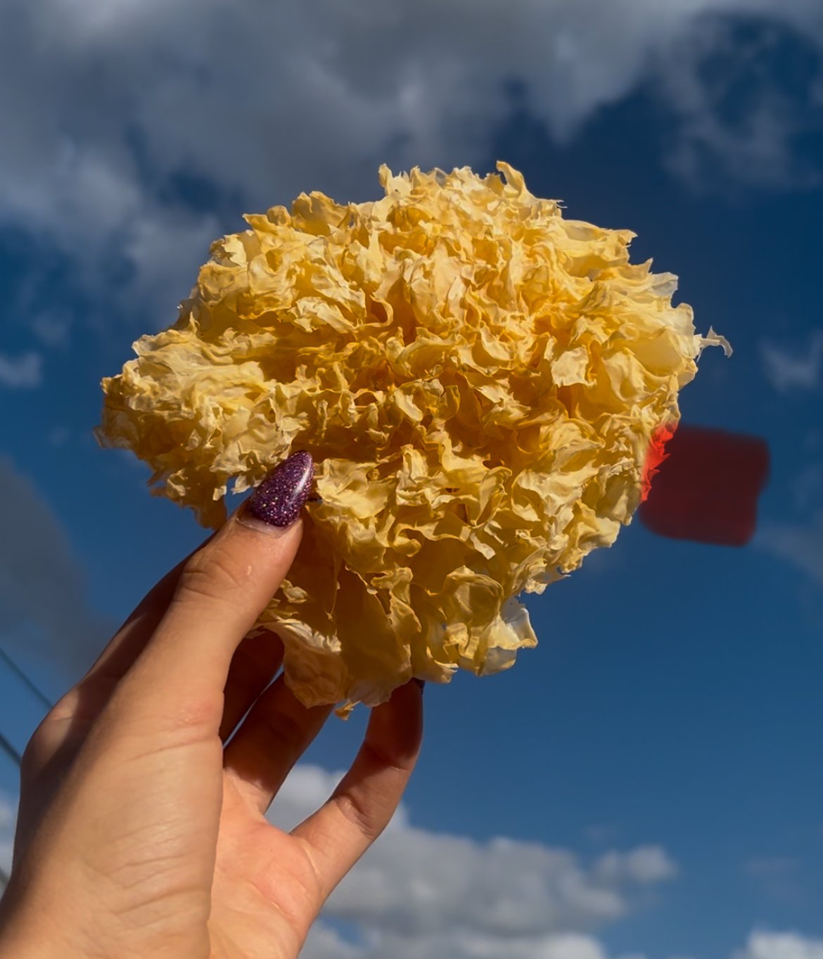 Alternative view of Pack Hongos Adaptogenosx5 -comprimidos Complex Fungi