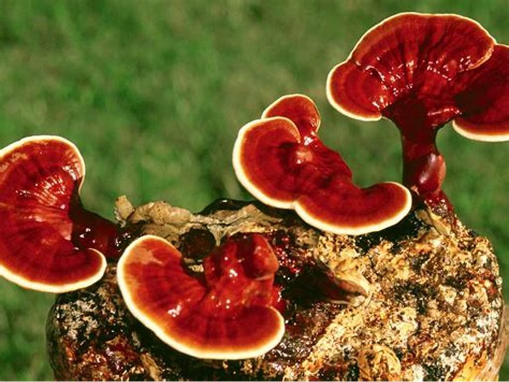 Alternative view of Reishi -Ganoderma Lucidum-