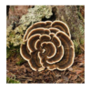 Cola de Pavo (Trametes versicolor)
