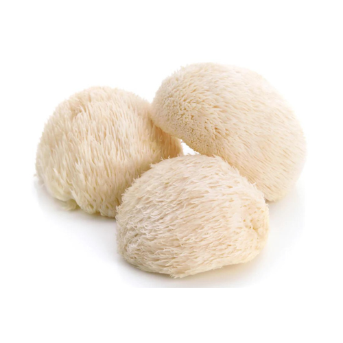 Melena de Leon -Cuerpo fructífero-