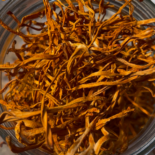 Alternative view of Cordyceps Militares