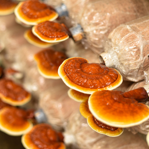 Reishi -Ganoderma Lucidum-